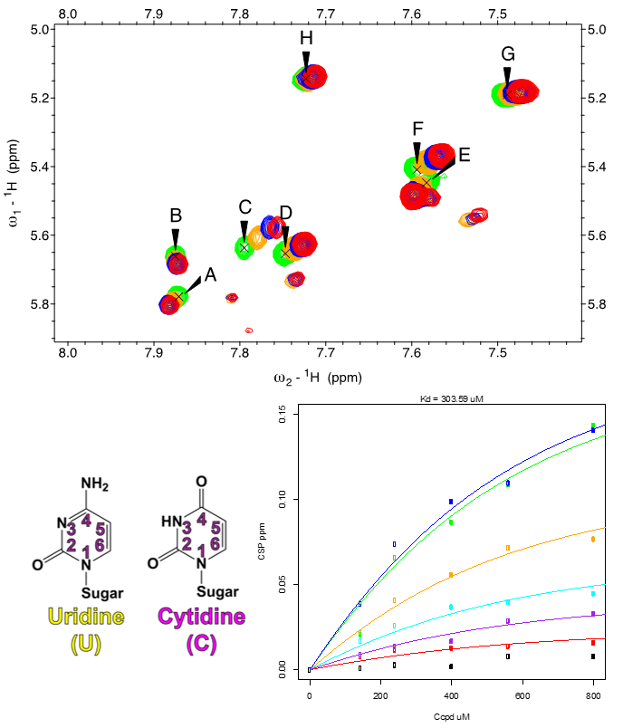 Probes nucleic acid